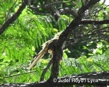 Great Lizard-Cuckoo (Cuban) - ML201303891