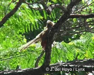 Great Lizard-Cuckoo (Cuban) - ML201303901