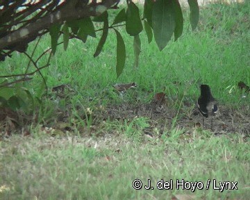 Oriental Magpie-Robin (Oriental) - ML201304011