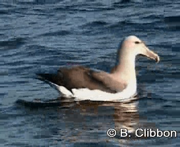 Сероспинный альбатрос - ML201304731