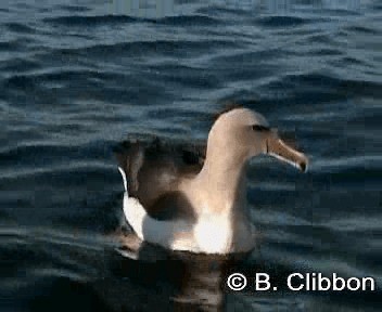 Salvin's Albatross - ML201304741