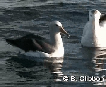 Сероспинный альбатрос - ML201304751