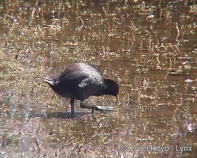 Red-fronted Coot - ML201304861