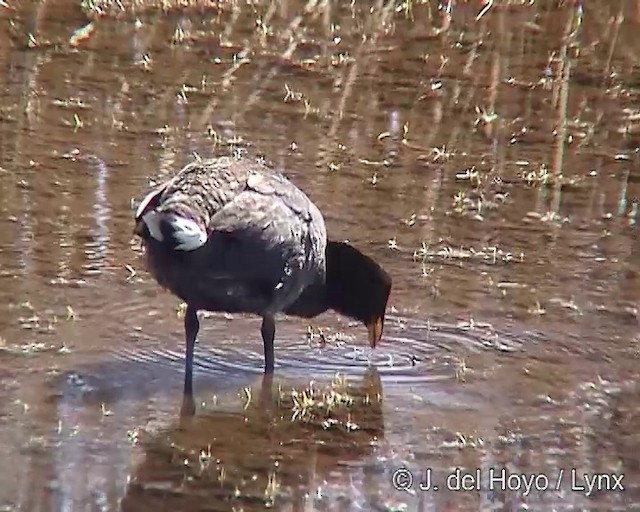 Red-fronted Coot - ML201304881