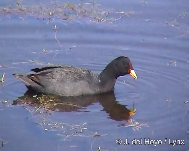 Red-fronted Coot - ML201304911