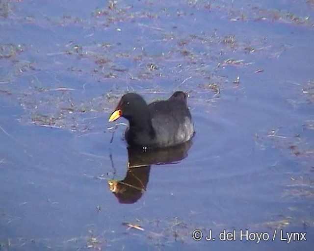 Red-fronted Coot - ML201304921