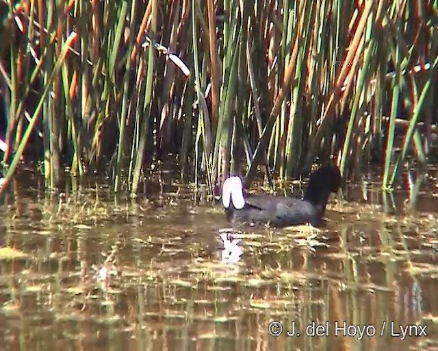 Red-fronted Coot - ML201304951