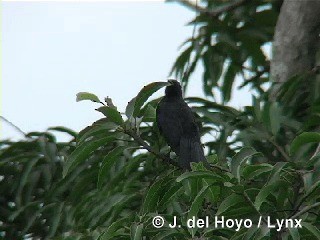 Cuban Blackbird - ML201305671
