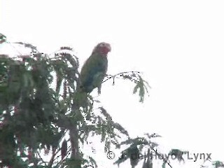 Cuban Parrot (Cuban) - ML201305751