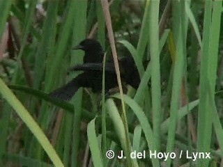 Red-shouldered Blackbird - ML201305861