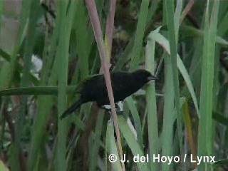 Red-shouldered Blackbird - ML201305871