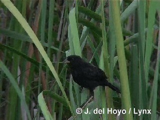 Red-shouldered Blackbird - ML201305881