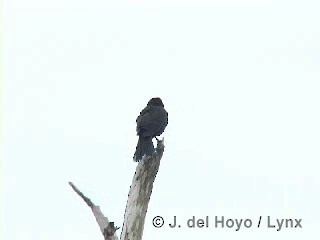 Red-shouldered Blackbird - ML201305901