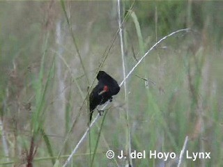 Red-shouldered Blackbird - ML201305921