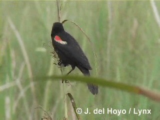Red-shouldered Blackbird - ML201305931