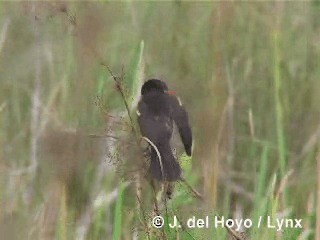 Red-shouldered Blackbird - ML201305941