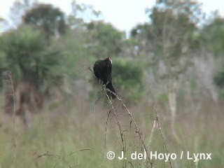 Red-shouldered Blackbird - ML201305961