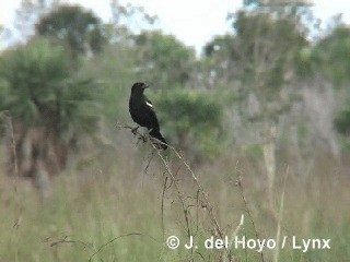 Red-shouldered Blackbird - ML201305971