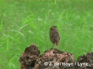 Eastern Meadowlark (Cuban) - ML201306021