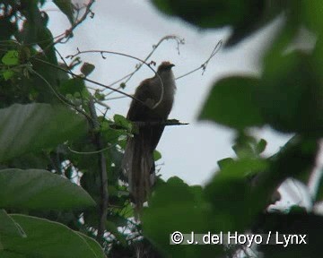 Great Lizard-Cuckoo (Cuban) - ML201306041