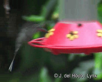 kolibřík šedobřichý - ML201306131