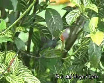 kolibřík modroocasý - ML201306151