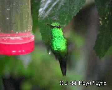 Blue-tailed Emerald - ML201306161