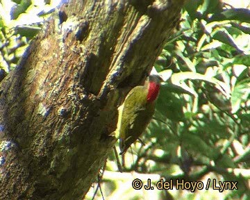 Golden-olive Woodpecker - ML201306221