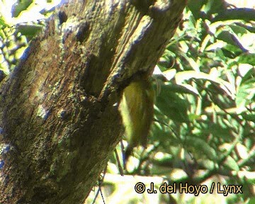Golden-olive Woodpecker - ML201306231