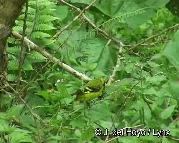 Olivaceous Siskin - ML201306261
