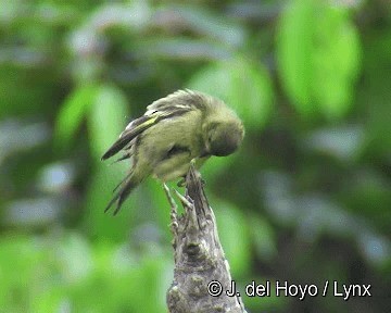 Olivaceous Siskin - ML201306271
