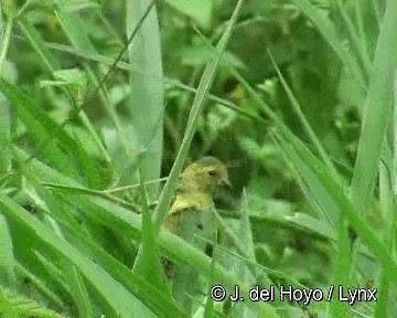 Olivaceous Siskin - ML201306281