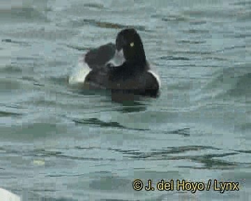 Tufted Duck - ML201306331