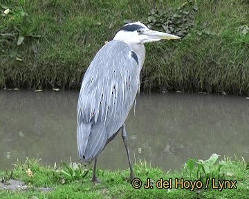 Gray Heron (Gray) - ML201306351
