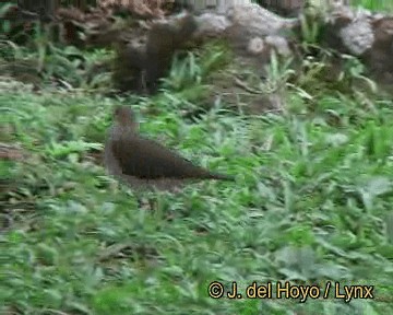 Gray-fronted Dove - ML201306431