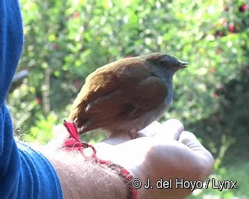 Andean Solitaire (ralloides) - ML201306451