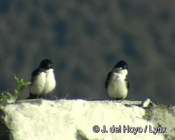Blue-and-white Swallow (cyanoleuca) - ML201306481