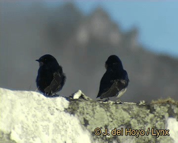 Blue-and-white Swallow (cyanoleuca) - ML201306491