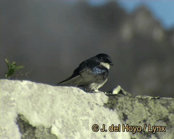 Blue-and-white Swallow (cyanoleuca) - ML201306501