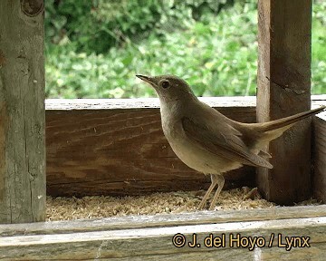 Common Nightingale (megarhynchos/africana) - ML201306551