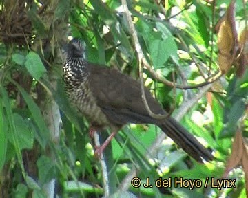 Speckled Chachalaca (Speckled) - ML201306591