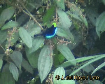 Paradise Tanager - ML201306691