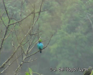 Paradise Tanager - ML201306701