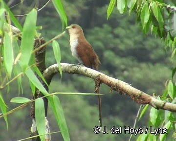 Squirrel Cuckoo (Amazonian) - ML201306751
