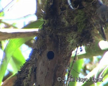 Ocellated Piculet - ML201306761