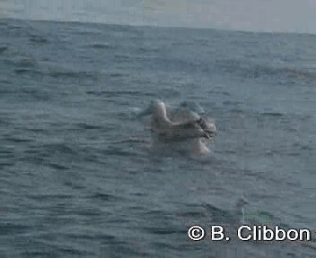 Albatros hurleur, A. de Tristan da Cunha ou A. des Antipodes - ML201306801