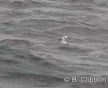 Albatros Ojeroso (melanophris) - ML201306811