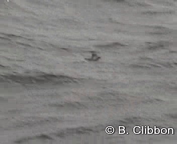 カオジロウミツバメ - ML201307171
