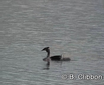 Great Crested Grebe - ML201307291