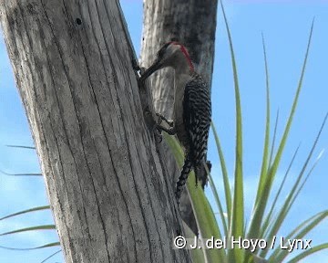 West Indian Woodpecker - ML201308071